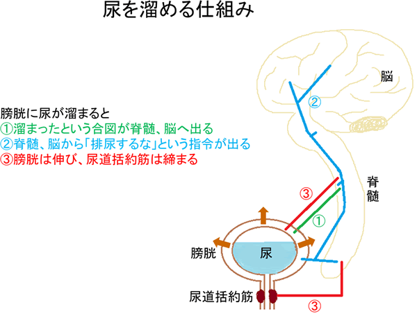 は 神経 因 性 膀胱 と